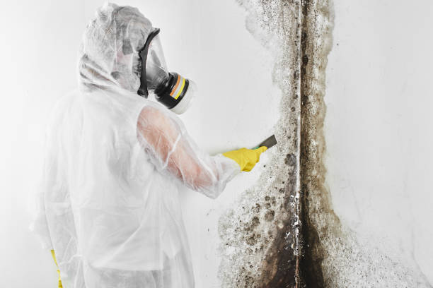 Best Mold Damage Repair  in Hiawatha, KS