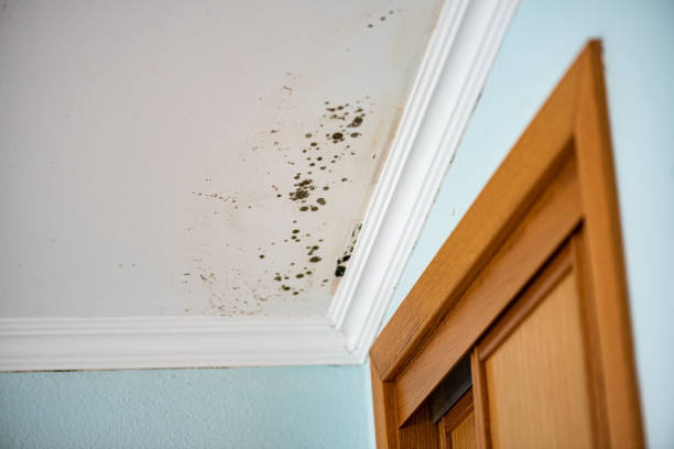 Best Same-Day Mold Removal  in Hiawatha, KS