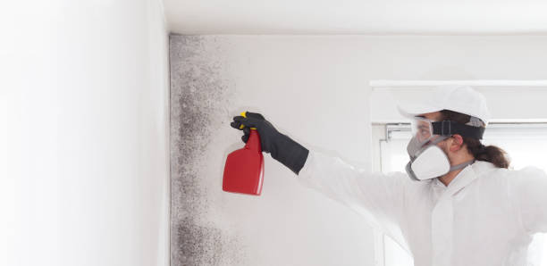 Trusted Hiawatha, KS Mold Removal Experts