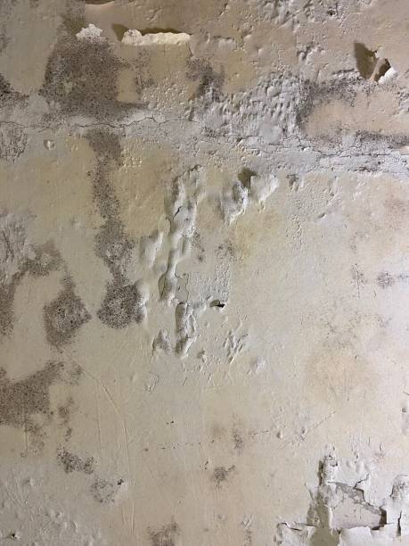 Best Commercial Mold Removal  in Hiawatha, KS