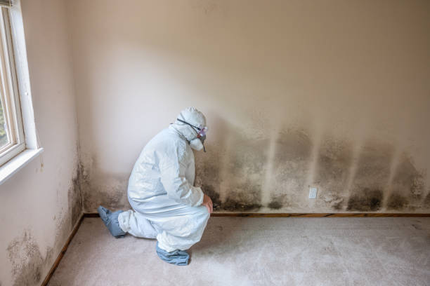 Best Mold Removal Near Me  in Hiawatha, KS